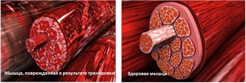muscle-fiber-damaged-vs-healthy2