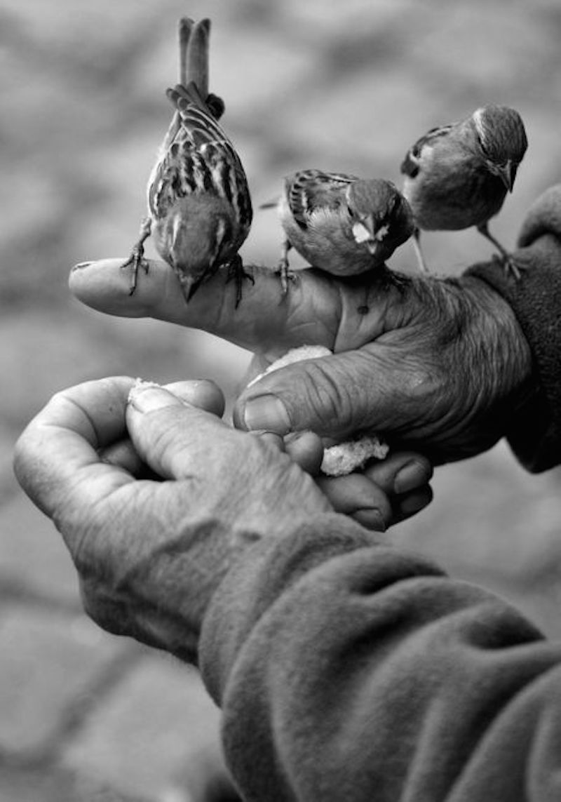 hands zozhnik 26
