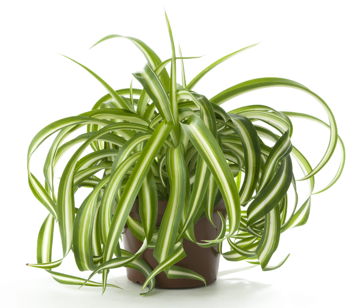 Chlorophytum_comosum