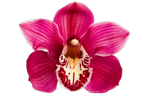 clitoris flower