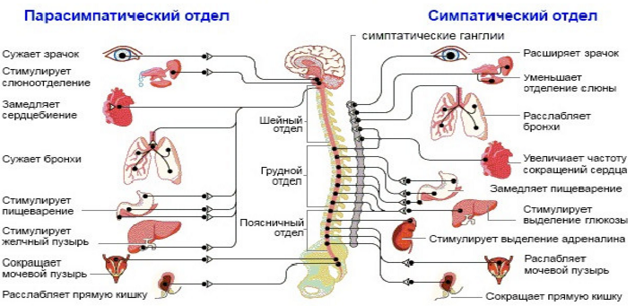 Вариативность сердечного ритма. Нервная система