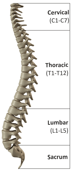 spine