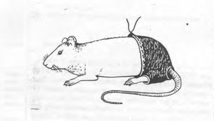 razmnozhenie