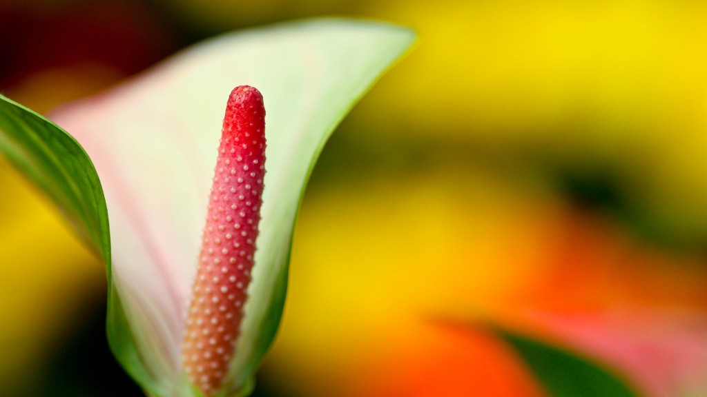calla-zozhnik