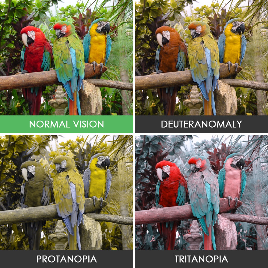 different-types-color-blindness-photos-52-58872e650e5eb__880
